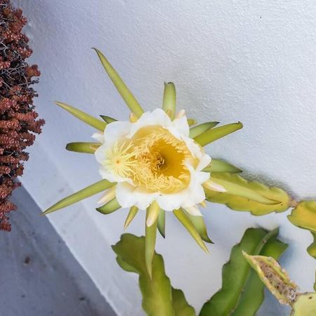 El Loft De Abreu Daire Cadiz Dış mekan fotoğraf