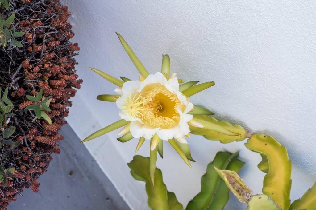 El Loft De Abreu Daire Cadiz Dış mekan fotoğraf