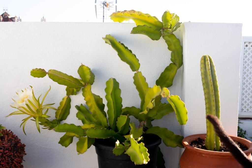 El Loft De Abreu Daire Cadiz Dış mekan fotoğraf